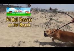 Remi The Pit Bull Rescued On The beach