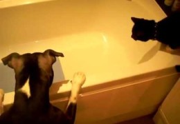 Kai Baths Cat