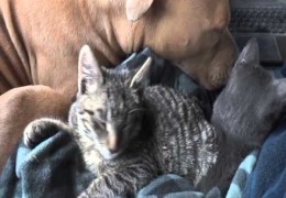 Pit Bull Sleeping With Kittens