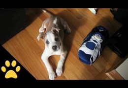 Pit Bulls Are Great Compilation