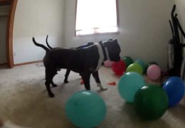 Pit Bull And Bully Puppies Playing With Balloons