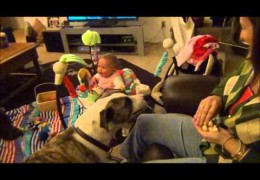 Pit Bull Makes Baby Laugh