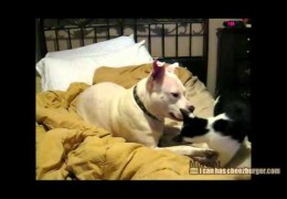 Kitten Attacks Pit Bull