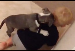 Buttons The Pit Bull Puppy Playing With Cooper