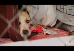Pit Bull Mother And Newborn Puppies Rescued