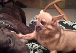 A Mean Chihuahua Vs A Pit Bull