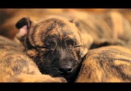 Cute Playful Pit Bull Puppies