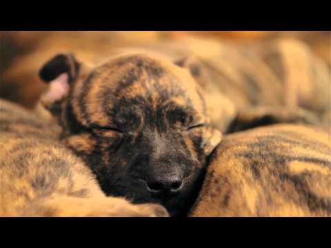 Cute Playful Pit Bull Puppies - Truth About Pit Bulls