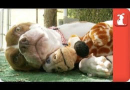 The Story Of An Abandoned Pregnant Pit Bull