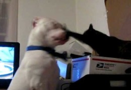 Pit Bull Learns To Fight Like A Cat