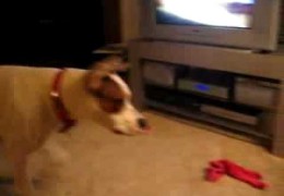 Pit Bull Mix Scared Of Toy Bucket