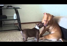 Rednose Pit Bull Gentle Giant