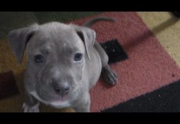 Adorable Blue Pit Bull Puppy