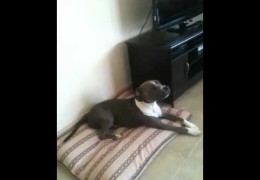 Pit Bull Singing The Blues