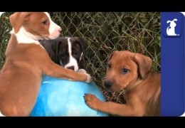 Pit Bull Puppies Wrestle A Ball