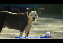 Pit Bull Saves A  Womans Life From A Robber