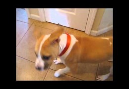 Rocco The Pit Bull Is Introduced To Jax The Cat