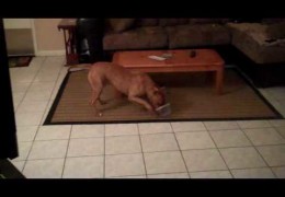 Pit Bull Playing With Tupperware