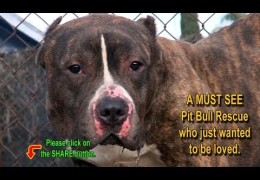 Rescuing Buddha A Pit Bull Stray Who Just Wanted to Be Loved