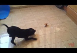 Pit Bull Puppy Is Afraid Of Toy