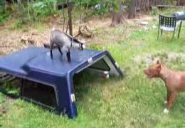Two Baby Goats And Pit Bull Playing
