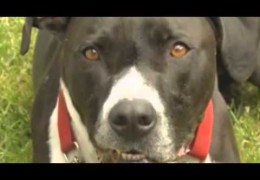 Pit Bull Lab Mix Saves Owners Life By Caling 911