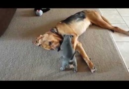 Pit Bull Puppy Tries To Get Three Legged Bloodhound To Play