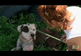 Rescuing A Pit Bull With Deep Infected Wounds