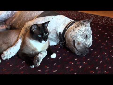 Pit Bull Sharky Cuddles Cat - Truth About Pit Bulls
