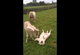 Staffy Gets Nuzzled By Miniature Horse