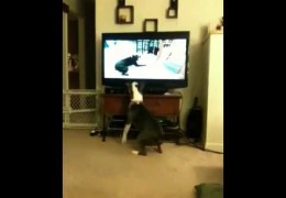 Mika Chases Dog On Television