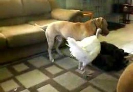 Pit Bull and Turkey Playing