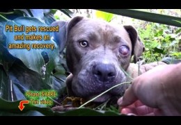 Starving and Injured Pit Bull Gets Rescued