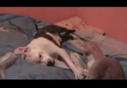 Watch Cat Attack Pit bull