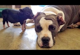 Cute Piglet Has Big Crush On Rescued Pit Bull Terrier