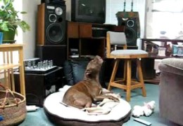 Pit Bull Sings With Bird