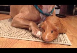 Guinea Pig Plays Peek A Boo With Aria The Pit Bull
