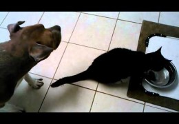 Cat Drinks Pit Bull’s Water
