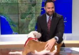 Pit Bull Interrupts Live Weather Report