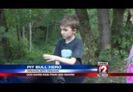 Pit Bull Saves Boy From Swarm Of Bees