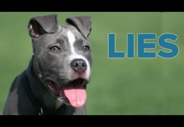 Eight Pit Bull Lies You Might Believe