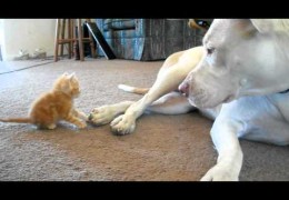 A Pit Bull And Tiny Kitten Meet For The First Time