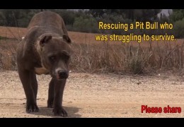 The Rescue Of A Scared Pit Bull Who Was Struggling To Survive