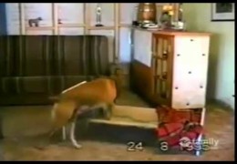 Pit Bull Prays Before Going To Bed