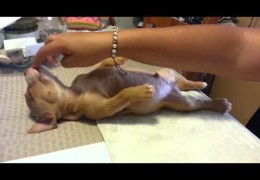 Cute Pit Bull Puppy Doesn’t Want To Wake Up