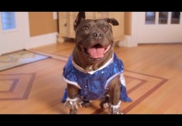 Gremlin The Pit Bull Does Shake It Off Parody