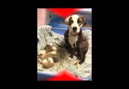 The Rescue Of Noel And Her Puppies