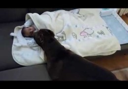 Pit Bull Knows How To Find The Baby