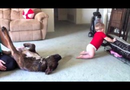 Buddy A Rescue Pit Bull Meets A Baby For The First Time