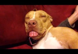 Cute Pit Bull Who Snores And Sleep Smiles